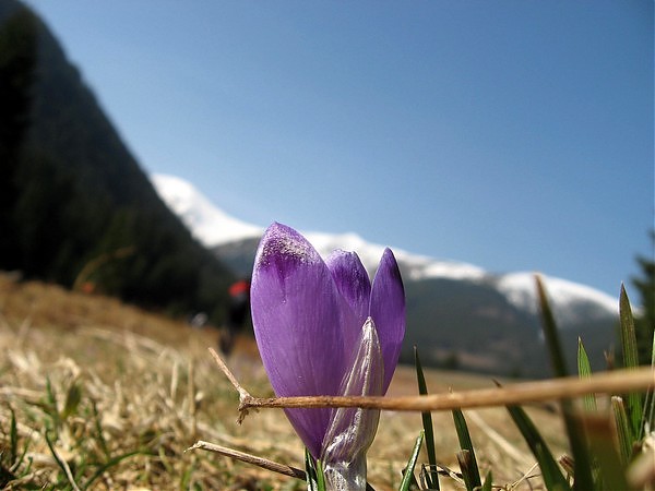 krokus